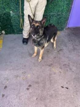 61156270 -  German Shepherd Dog and Mixed Breed Dog for Adoption in El Paso, Texas - 61156270 | PetCurious