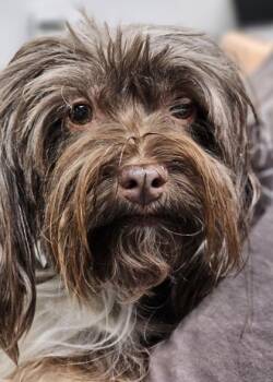 Cocoa FKA Dog 11 -  Havanese and Mixed Breed Dog for Adoption in West Chester, Pennsylvania - Cocoa FKA Dog 11 | PetCurious