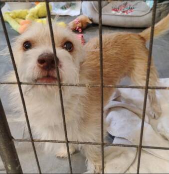Benji -  Cairn Terrier and Wirehaired Terrier Dog for Adoption in Thompson Falls, Montana - Benji | PetCurious