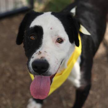 REESE -  Labrador Retriever Dog for Adoption in San Antonio, Texas - REESE | PetCurious
