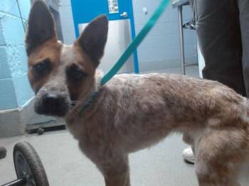 Australian Cattle Dog Blue Heeler and Mixed Breed Dogs Available for Adoption in Albuquerque, New Mexico - BINGO | PetCurious
