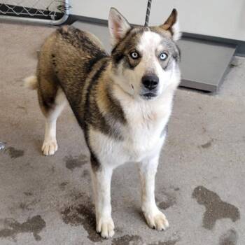 Mixed Breed Dogs Available for Adoption - 104538 | PetCurious