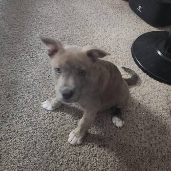 Boo -  Staffordshire Bull Terrier and Mixed Breed Dog for Adoption in San Antonio, Texas - Boo | PetCurious