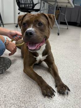 Rescue Pit Bull Terrier Dogs for Adoption in Teterboro, New Jersey - Mrs. Goodbar | PetCurious