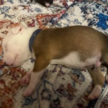 German Shepherd Dog and Mixed Breed Dogs Available for Adoption - Lucas | PetCurious