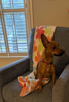 Nova -  Miniature Pinscher and Chihuahua Dog for Adoption in Berryton, Kansas - Nova | PetCurious