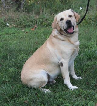 Rescue Yellow Labrador Retriever Dogs for Adoption in Marietta, Ohio - Arlo (Neutered) (Photos 9/28/2025) (Bonded Pair W/Steven) | PetCurious