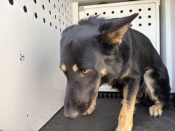 CAPPUCCINO -  German Shepherd Dog Dog for Adoption in Riverside, California - CAPPUCCINO | PetCurious