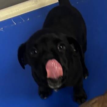 Mixed Breed Dogs Available for Adoption - Melany | PetCurious