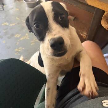 Smokie -  Mixed Breed Dog for Adoption in Melrose, Florida - Smokie | PetCurious