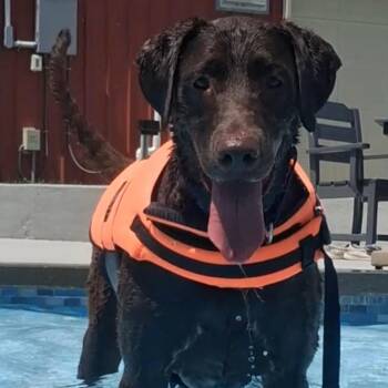 Rip -  Chocolate Labrador Retriever Dog for Adoption in Camden, Delaware - Rip | PetCurious