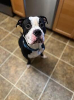 Rescue American Staffordshire Terrier Dogs for Adoption in New York, New York - Oreo | PetCurious