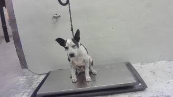 HITCH -  Staffordshire Bull Terrier and Mixed Breed Dog for Adoption in Houston, Texas - HITCH | PetCurious