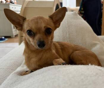 Paisley -  Chihuahua Dog for Adoption in Holland, Michigan - Paisley | PetCurious