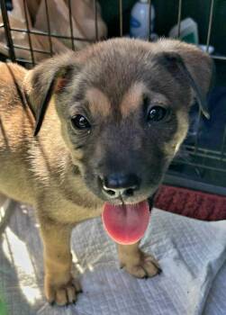 Betsy -  Hound Dog for Adoption in West Palm Beach, Florida - Betsy | PetCurious