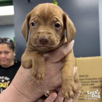 Retriever and Beagle Dogs Available for Adoption in Washington, District Of Columbia - Chief | PetCurious