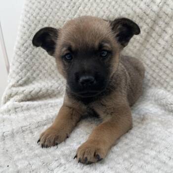 Todd -  Chihuahua and Chow Chow Dog for Adoption in Kanab, Utah - Todd | PetCurious