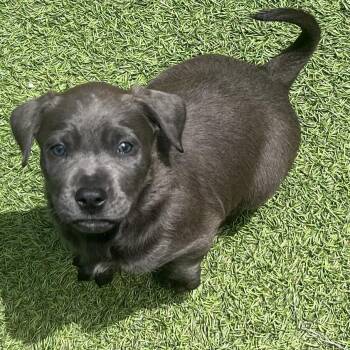 Black Labrador Retriever Dogs Available for Adoption in Loxahatchee Groves, Florida - Irish 2104 | PetCurious