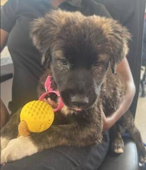 Kiwi -  Mixed Breed Dog for Adoption in West Chester, Pennsylvania - Kiwi | PetCurious
