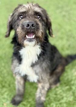 Rescue Standard Poodle and Labrador Retriever Dogs for Adoption in Red Bluff, California - Charles | PetCurious