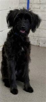 ROXY -  Terrier and Mixed Breed Dog for Adoption in San Bernardino, California - ROXY | PetCurious