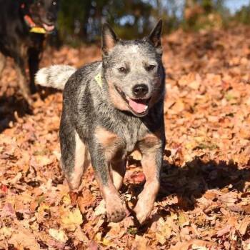 Sir Carrot -  Australian Cattle Dog Blue Heeler Dog for Adoption in Tracy, California - Sir Carrot | PetCurious