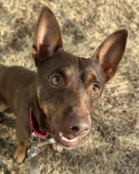 Miniature Pinscher Dogs Available for Adoption - Jackie Chan | PetCurious