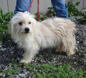 Rescue Terrier and Mixed Breed Dogs for Adoption in Vacaville, California - Macys | PetCurious