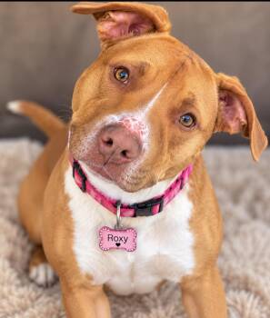 Roxy -  Pit Bull Terrier Dog for Adoption in Cumming, Georgia - Roxy | PetCurious