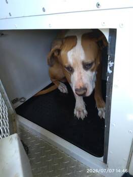 A1267398 -  Pit Bull Terrier Dog for Adoption in Charlotte, North Carolina - A1267398 | PetCurious