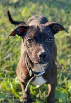 Rescue Terrier Dogs for Adoption in El Dorado, Arkansas - May | PetCurious