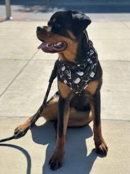 Rottweiler Dogs Available for Adoption in Mishawaka, Indiana - Willa | PetCurious