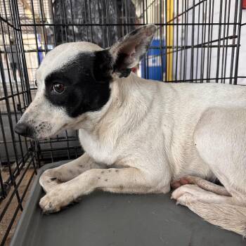 Terrier Dogs Available for Adoption in Edinburg, Texas - Kia | PetCurious