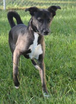 Rescue Mixed Breed Dogs for Adoption in Kingsland, Georgia - Malachi | PetCurious