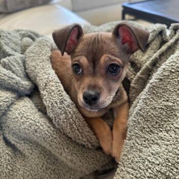 Pomchito  OS NV -  Chihuahua Dog for Adoption in Las Vegas, Nevada - Pomchito  OS NV | PetCurious