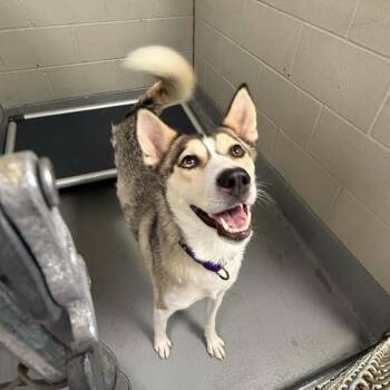 Husky Dogs Available for Adoption in Batavia, Ohio - Kita | PetCurious