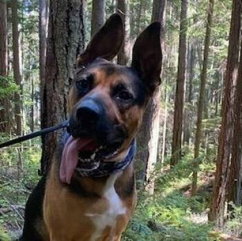 German Shepherd Dog and American Staffordshire Terrier Dogs Available for Adoption in Snoqualmie, Washington - Hogan | PetCurious