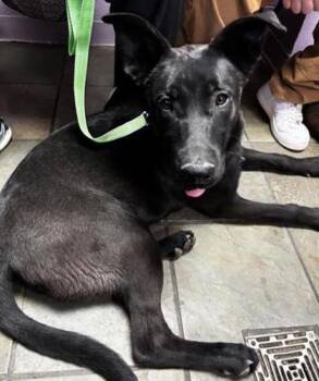 German Shepherd Dog and Mixed Breed Dogs Available for Adoption in El Paso, Texas - Blackie | PetCurious