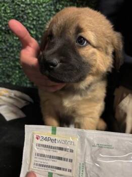 61572153 -  Shepherd and Mixed Breed Dog for Adoption in El Paso, Texas - 61572153 | PetCurious