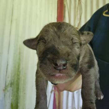 Rescue Chocolate Labrador Retriever and Catahoula Leopard Dog Dogs for Adoption in Kilauea, Hawaii - Stella | PetCurious