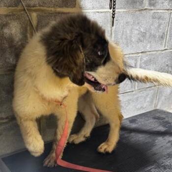 Dioge -  Great Pyrenees and Mixed Breed Dog for Adoption in Nashville, Tennessee - Dioge | PetCurious