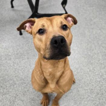 Dexter -  American Staffordshire Terrier Dog for Adoption in Grand Rapids, Michigan - Dexter | PetCurious