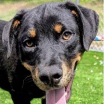 Labrador Retriever and Rottweiler Dogs Available for Adoption in Fairfax, Virginia - Kurt | PetCurious