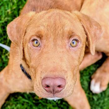 Wilbur -  Mixed Breed Dog for Adoption in Normal, Illinois - Wilbur | PetCurious