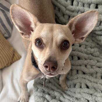 Kiko -  Chihuahua and Miniature Dachshund Dog for Adoption in Las Vegas, Nevada - Kiko | PetCurious