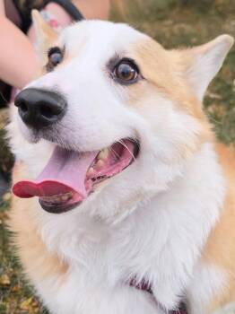 Webley -  Corgi Dog for Adoption in Denver, Colorado - Webley | PetCurious