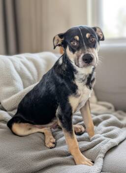 Rudy -  Shepherd and Mixed Breed Dog for Adoption in Evergreen, Colorado - Rudy | PetCurious