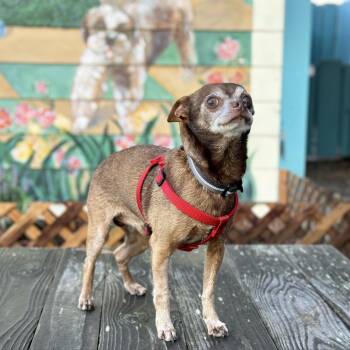Cadbury -  Chihuahua Dog for Adoption in Pacific Grove, California - Cadbury | PetCurious