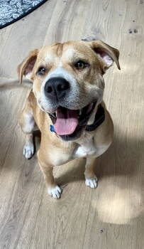 Rescue Shar Pei and Pit Bull Terrier Dogs for Adoption in Lawrence, Indiana - WINNIE | PetCurious