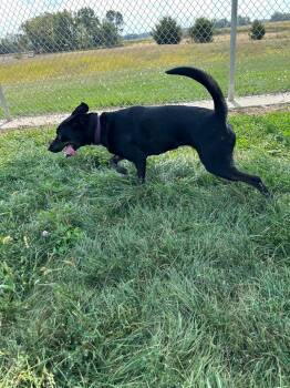 Molly - Long Term Resident -  Shepherd Dog for Adoption in Pierceton, Indiana - Molly - Long Term Resident | PetCurious